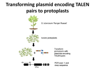 Transforming plasmid encoding TALEN
pairs to protoplasts
 