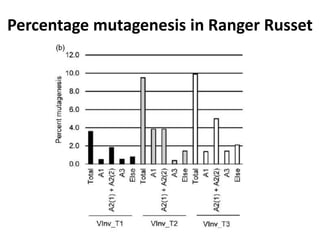 Percentage mutagenesis in Ranger Russet
 
