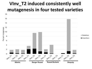 VInv_T2 induced consistently well
mutagenesis in four tested varieties
Atlantic Ranger Russet Russet Burbank Shepody
 