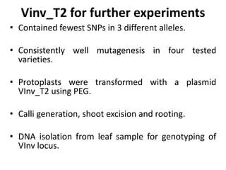 Vinv_T2 for further experiments
• Contained fewest SNPs in 3 different alleles.
• Consistently well mutagenesis in four tested
varieties.
• Protoplasts were transformed with a plasmid
VInv_T2 using PEG.
• Calli generation, shoot excision and rooting.
• DNA isolation from leaf sample for genotyping of
VInv locus.
 