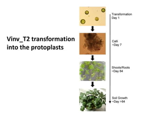 Vinv_T2 transformation
into the protoplasts
 