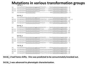 Mutations in various transformation groups
St116_1 had frame shifts; Vinv was predicted to be consummately knocked out.
St116_1 was advanced to phenotypic characterization.
 