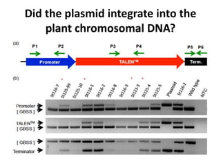 Did the plasmid integrate into the
plant chromosomal DNA?
 