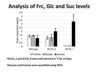 Analysis of Frc, Glc and Suc levels
St116_1 and St116_8 were cold-stored at 4 °C for 14 days.
Glucose and fructose were quantified using HPLC.
 