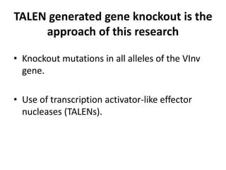 TALEN generated gene knockout is the
approach of this research
• Knockout mutations in all alleles of the VInv
gene.
• Use of transcription activator-like effector
nucleases (TALENs).
 