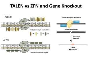 TALEN vs ZFN and Gene Knockout
 
