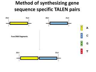 Method of synthesizing gene
sequence specific TALEN pairs
 
