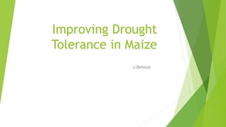 Improving Drought
Tolerance in Maize
-J.Delince
 