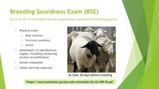 Breeding Soundness Exam (BSE)
Up to 10-15% of rams/bucks are of unsatisfactory reproductive breeding quality.*
1. Physical exam
a) Body condition
b) Structural soundness
c) Health
2. Assessment of reproductive
organs, including measuring
scrotal circumference
3. Semen evaluation
4. Libido (serving capacity)
*https://www.extension.purdue.edu/extmedia/AS/AS-599-W.pdf
At least 30 days before breeding
 