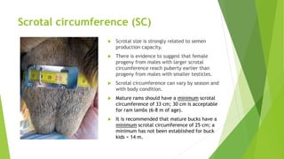 Scrotal circumference (SC)
 Scrotal size is strongly related to semen
production capacity.
 There is evidence to suggest that female
progeny from males with larger scrotal
circumference reach puberty earlier than
progeny from males with smaller testicles.
 Scrotal circumference can vary by season and
with body condition.
 Mature rams should have a minimum scrotal
circumference of 33 cm; 30 cm is acceptable
for ram lambs (6-8 m of age).
 It is recommended that mature bucks have a
minimum scrotal circumference of 25 cm; a
minimum has not been established for buck
kids < 14 m.
 