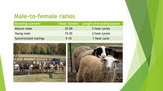 Male-to-female ratios
Breeding scenario Male: female Length of breeding season
Mature male 35-50 2 heat cycles
Young male 15-25 2 heat cycles
Synchronized matings 5-10 1 heat cycle
 