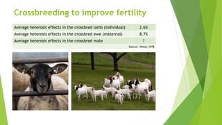 Crossbreeding to improve fertility
Average heterosis effects in the crossbred lamb (individual) 2.6%
Average heterosis effects in the crossbred ewe (maternal) 8.7%
Average heterosis effects in the crossbred male ?
Source: Nitter, 1978
 