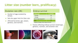 Litter size (number born, prolificacy)
Ovulation rate (OR)
 Number of eggs ovulated by
female.
 Sets the upper limit for litter size.
 Affected by breed, age, season,
genetics, and nutrition.
Embryo survival
 Factors affecting embryo survival: breed type,
genetics, nutrition, and ovulation rate.
Embryo age % mortality
< 25 days 28
> 25 days 15
Each 20 days beyond 25 3-4
Total 43
Pregnancy Wastage, West Virginia University
 