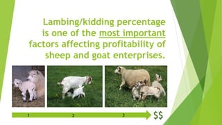 Lambing/kidding percentage
is one of the most important
factors affecting profitability of
sheep and goat enterprises.
$$1 2 3
 