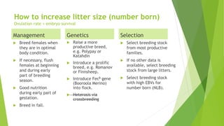 How to increase litter size (number born)
Ovulation rate + embryo survival
Management
 Breed females when
they are in optimal
body condition.
 If necessary, flush
females at beginning
and during early
part of breeding
season.
 Good nutrition
during early part of
gestation.
 Breed in fall.
Genetics
 Raise a more
productive breed,
e.g. Polypay or
Katahdin
 Introduce a prolific
breed, e.g. Romanov
or Finnsheep.
 Introduce FecB gene
(Booroola Merino)
into flock.
 Heterosis via
crossbreeding
Selection
 Select breeding stock
from most productive
families.
 If no other data is
available, select breeding
stock from large litters.
 Select breeding stock
with high EBVs for
number born (NLB).
 