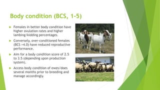 Body condition (BCS, 1-5)
 Females in better body condition have
higher ovulation rates and higher
lambing/kidding percentages.
 Conversely, over-conditioned females
(BCS >4.0) have reduced reproductive
performance.
 Aim for a body condition score of 2.5
to 3.5 (depending upon production
system).
 Access body condition of ewes/does
several months prior to breeding and
manage accordingly.
 