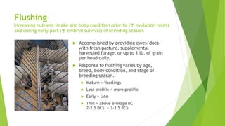 Flushing
Increasing nutrient intake and body condition prior to ( ovulation rates)
and during early part ( embryo survival) of breeding season.
 Accomplished by providing ewes/does
with fresh pasture, supplemental
harvested forage, or up to 1 lb. of grain
per head daily.
 Response to flushing varies by age,
breed, body condition, and stage of
breeding season.
 Mature > Yearlings
 Less prolific > more prolific
 Early > late
 Thin > above average BC
2-2.5 BCS > 3-3.5 BCS
 