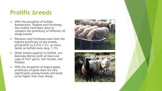 Prolific breeds
 With the exception of Suffolk,
Rambouillet, Targhee and Finnsheep,
few studies have been done to
compare the prolificacy of different US
sheep breeds.
 Romanov and Finnsheep ewes have the
highest prolificacy of any breeds,
giving birth to 2.0 to 1.5 x as many
lambs as Suffolk ewes (avg. 1.71).
 Other breeds superior to Suffolk are
Booroola Merino (with at least one
copy of FecB+ gene), hair breeds, and
Polypay.
 With the exception of Angora goats,
prolificacy of goats does not vary
significantly among breeds and tends
to be higher than most sheep.
 