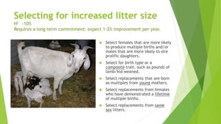 Selecting for increased litter size
H2 ~10%
Requires a long-term commitment: expect 1-2% improvement per year.
 Select females that are more likely
to produce multiple births and/or
males that are more likely to sire
prolific daughters.
 Select for birth type or a
composite trait, such as pounds of
lamb/kid weaned.
 Select replacements that are born
as multiples from young mothers.
 Select replacements from females
who have demonstrated a lifetime
of multiple births.
 Select replacements from same
sex litters.
 