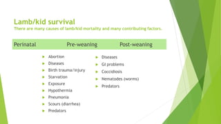 Lamb/kid survival
There are many causes of lamb/kid mortality and many contributing factors.
Perinatal
 Abortion
 Diseases
 Birth trauma/injury
 Starvation
 Exposure
 Hypothermia
 Pneumonia
 Scours (diarrhea)
 Predators
Pre-weaning Post-weaning
 Diseases
 GI problems
 Coccidiosis
 Nematodes (worms)
 Predators
 