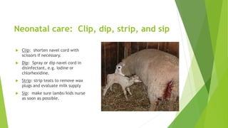 Neonatal care: Clip, dip, strip, and sip
 Clip: shorten navel cord with
scissors if necessary.
 Dip: Spray or dip navel cord in
disinfectant, e.g. iodine or
chlorhexidine.
 Strip: strip teats to remove wax
plugs and evaluate milk supply
 Sip: make sure lambs/kids nurse
as soon as possible.
 