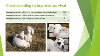 Crossbreeding to improve survival
Average heterosis effects in the crossbred lamb (individual) 9.8%
Average heterosis effects in the crossbred ewe (maternal) 2.7%
Average heterosis effects in the crossbred ram ?
Source: Nitter, 1978
 
