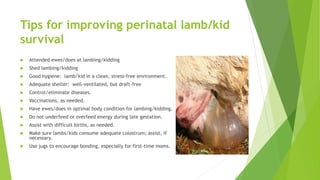 Tips for improving perinatal lamb/kid
survival
 Attended ewes/does at lambing/kidding
 Shed lambing/kidding
 Good hygiene: lamb/kid in a clean, stress-free environment.
 Adequate shelter: well-ventilated, but draft-free
 Control/eliminate diseases.
 Vaccinations, as needed.
 Have ewes/does in optimal body condition for lambing/kidding.
 Do not underfeed or overfeed energy during late gestation.
 Assist with difficult births, as needed.
 Make sure lambs/kids consume adequate colostrum; assist, if
necessary.
 Use jugs to encourage bonding, especially for first-time moms.
 