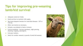 Tips for improving pre-weaning
lamb/kid survival
 Adequate colostrum intake.
 Good nutrition to maintain milk supply.
 Vaccinate pregnant females for clostridial diseases: CDT or
7,8-way
 Other vaccinations as necessary.
 Include a coccidiostat in feed or mineral.
 Control predation: fencing, guardians, night penning,
shooting, trapping, denning etc.
 Cull poor mothers.
 Select for number weaned or pounds of lamb/kid weaned.
 