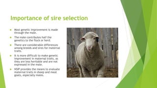 Importance of sire selection
 Most genetic improvement is made
through the male.
 The male contributes half the
genetics to the flock or herd.
 There are considerable differences
among breeds and sires for maternal
traits.
 It is more difficult to make genetic
improvement in maternal traits, as
they are less heritable and are not
expressed in the male.
 NSIP provides the means to evaluate
maternal traits in sheep and meat
goats, especially males.
 