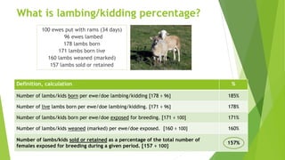 What is lambing/kidding percentage?
100 ewes put with rams (34 days)
96 ewes lambed
178 lambs born
171 lambs born live
160 lambs weaned (marked)
157 lambs sold or retained
Definition, calculation %
Number of lambs/kids born per ewe/doe lambing/kidding [178 ÷ 96] 185%
Number of live lambs born per ewe/doe lambing/kidding. [171 ÷ 96] 178%
Number of lambs/kids born per ewe/doe exposed for breeding. [171 ÷ 100] 171%
Number of lambs/kids weaned (marked) per ewe/doe exposed. [160 ÷ 100] 160%
Number of lambs/kids sold or retained as a percentage of the total number of
females exposed for breeding during a given period. [157 ÷ 100]
157%
 