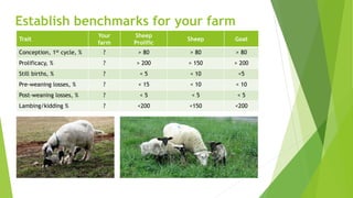 Establish benchmarks for your farm
Trait
Your
farm
Sheep
Prolific
Sheep Goat
Conception, 1st cycle, % ? > 80 > 80 > 80
Prolificacy, % ? > 200 > 150 > 200
Still births, % ? < 5 < 10 <5
Pre-weaning losses, % ? < 15 < 10 < 10
Post-weaning losses, % ? < 5 < 5 < 5
Lambing/kidding % ? <200 <150 <200
 