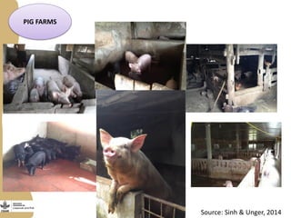 Improving livestock value chains: The example of Vietnam (pigs)