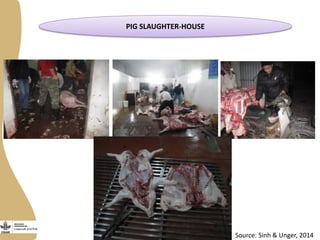 Improving livestock value chains: The example of Vietnam (pigs)