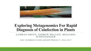 Exploring Metagenomics For Rapid
Diagnosis of Coinfection in Plants
GAMRAN GREEN, ANDREW MILGATE, BENJAMIN
SCHWESSINGER
ANU SUMMER SCHOLARSHIP PROJECT, 2016-2017
 