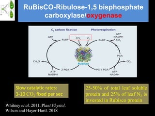 Improving photosynthesis by chloroplast engineering | PPTX