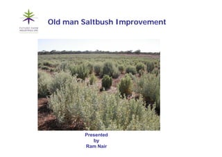 Old man Saltbush Improvement
                   p




        Presented
           by
        Ram Nair
 
