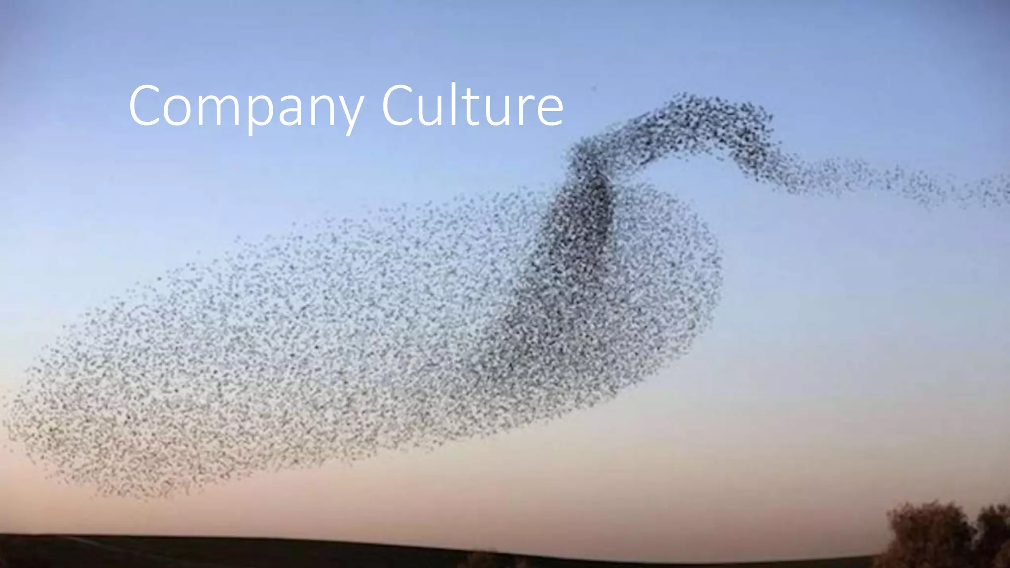 Company Culture
 