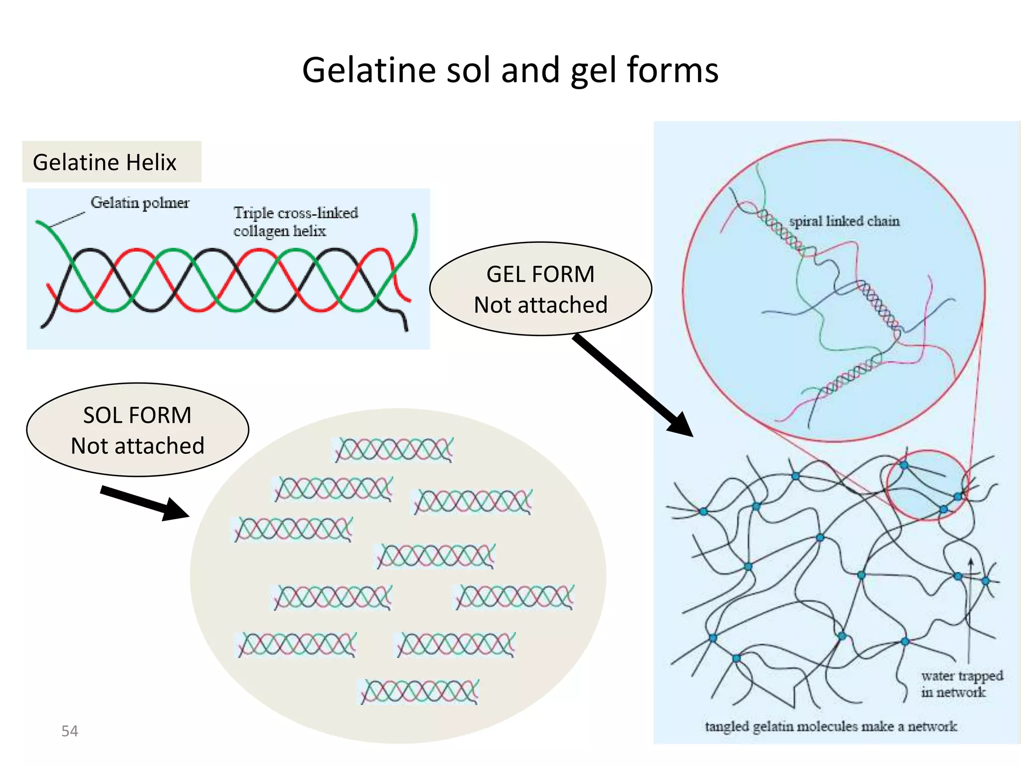 Gelatine sol and gel forms

Gelatine Helix



                             GEL FORM
                            Not attached



    SOL FORM
   Not attached




  54
 