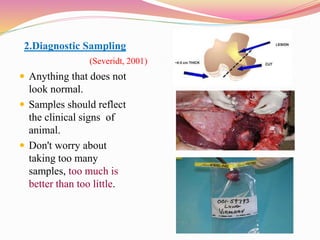 2.Diagnostic Sampling 
(Severidt, 2001) 
 Anything that does not 
look normal. 
 Samples should reflect 
the clinical si...