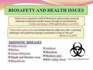 BIOSAFETY AND HEALTH ISSUES 
“Tuberculosis acquired in staff of laboratories and necropsy rooms by 
inhalation of aerosols...