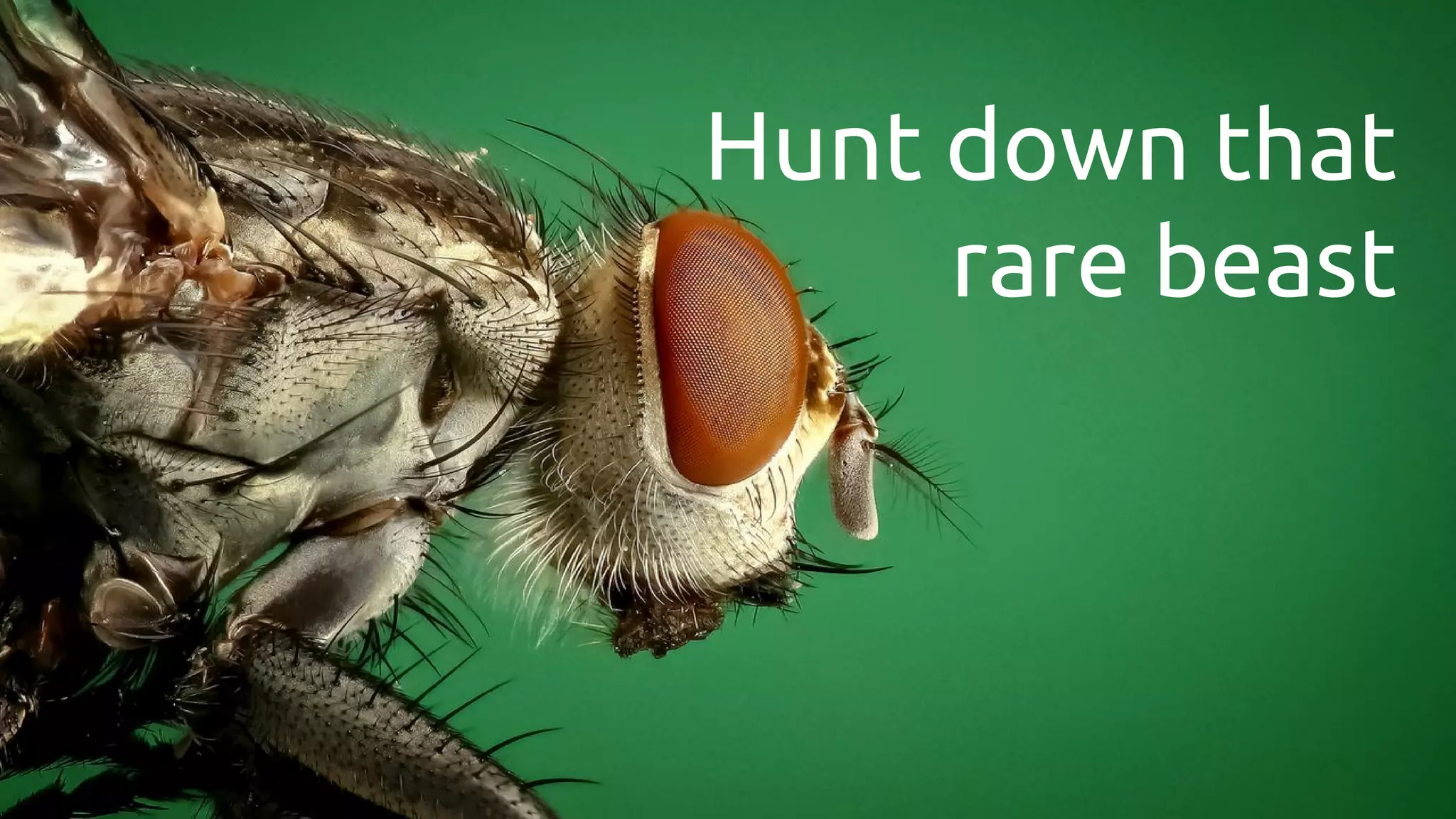 Hunt down that rare beast 