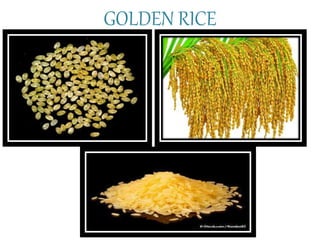 Imprpoving seed storage proteins & golden rice | PPTX