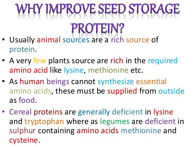 Imprpoving Seed Storage Proteins Amp Golden Rice