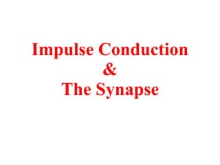 Impulse Conduction & The Synapse 