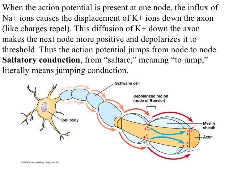 Impulse conduction