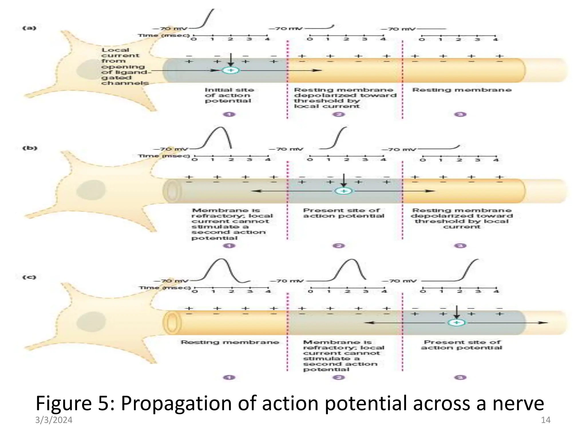 Impulse conduction of Nervous tissue hhh | PPTX