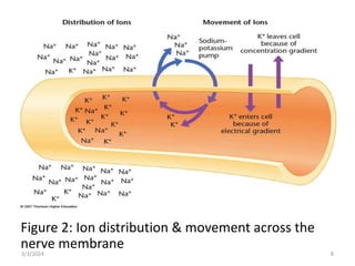 Impulse conduction of Nervous tissue hhh | PPTX