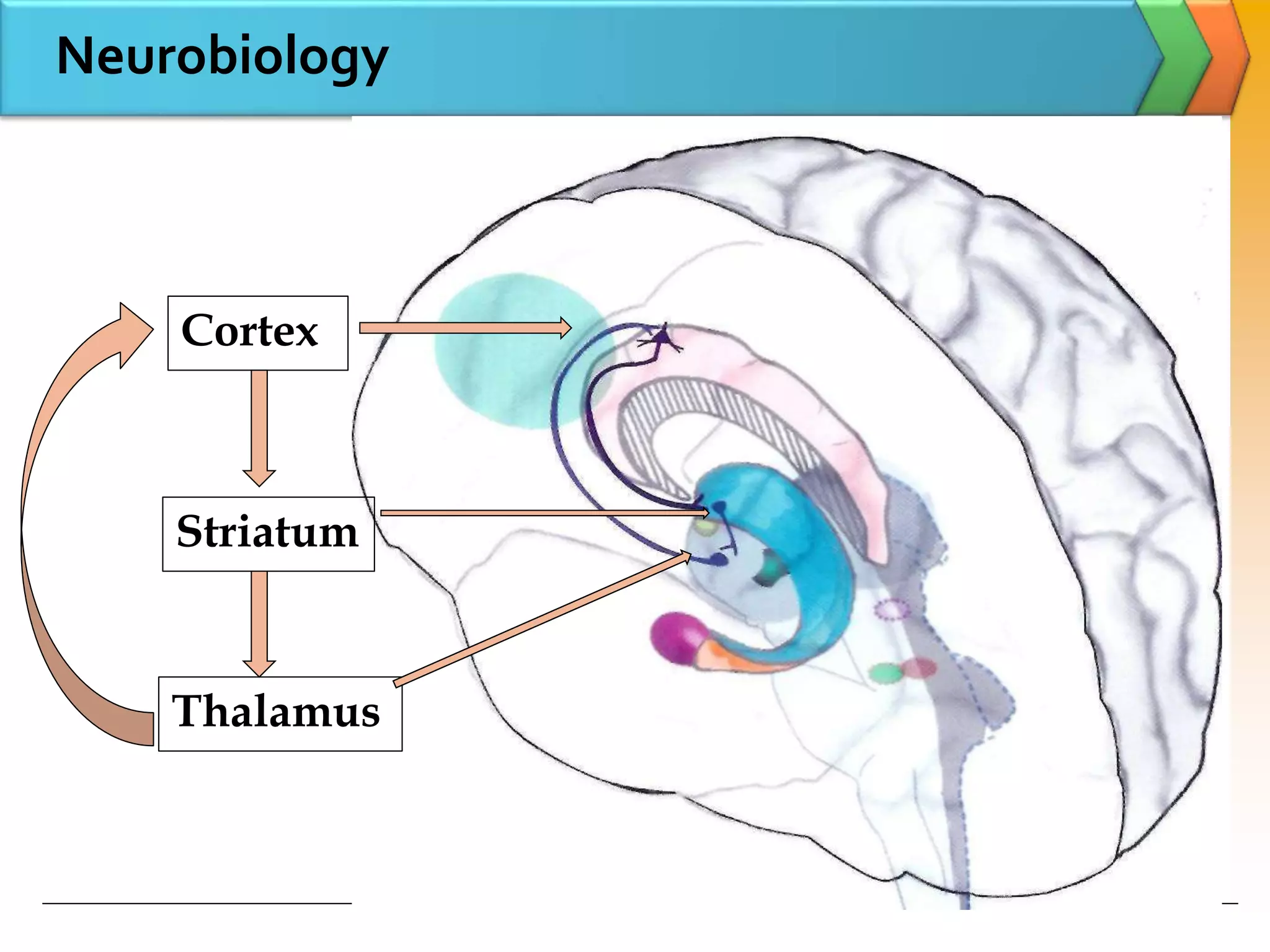 Cortex
Thalamus
Striatum
Neurobiology
 