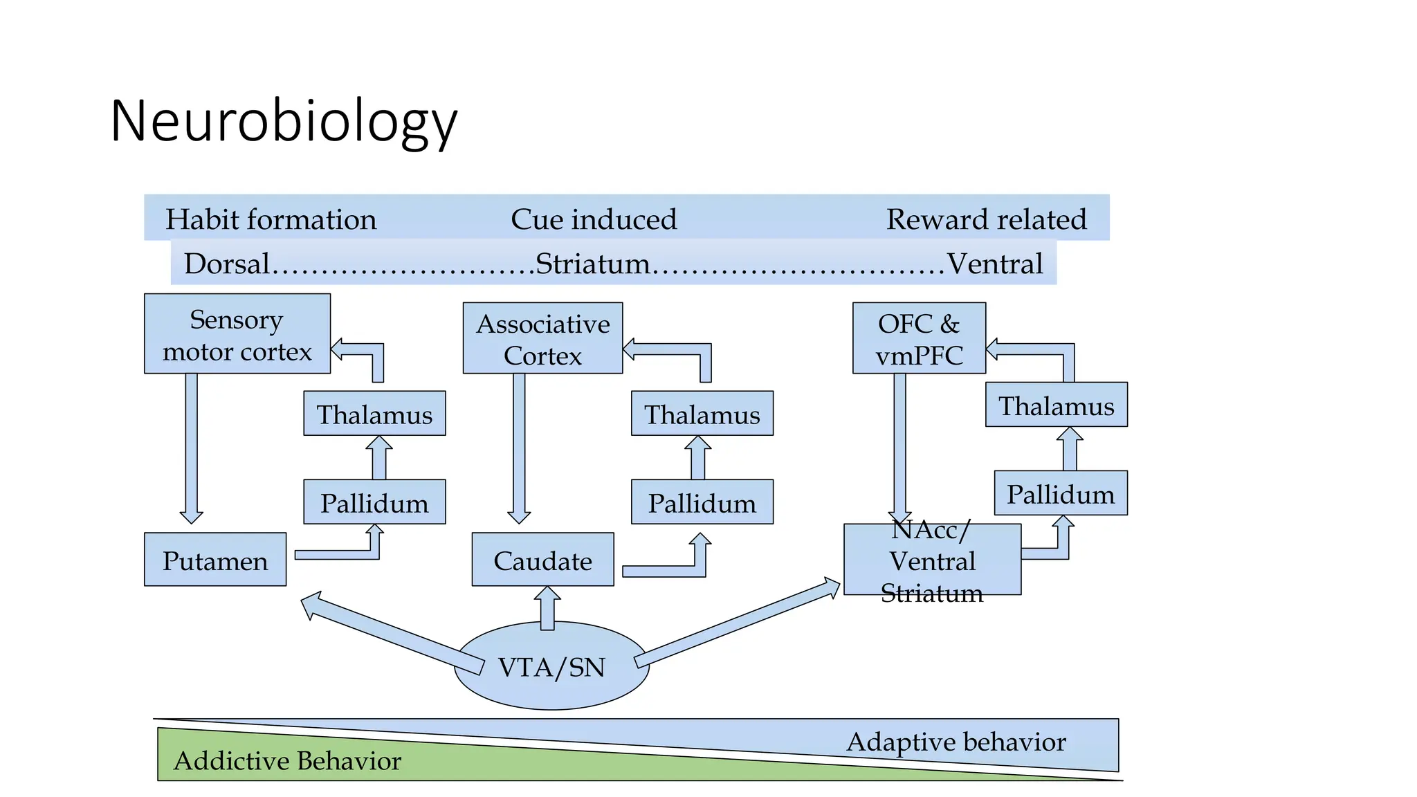 Neurobiology
Habit formation Cue induced Reward related
Caudate
Associative
Cortex
OFC &
vmPFC
Thalamus
Putamen
Pallidum
Sensory
motor cortex
NAcc/
Ventral
Striatum
Thalamus Thalamus
Pallidum
Pallidum
VTA/SN
Addictive Behavior
Adaptive behavior
Dorsal………………………Striatum…………………………Ventral
 