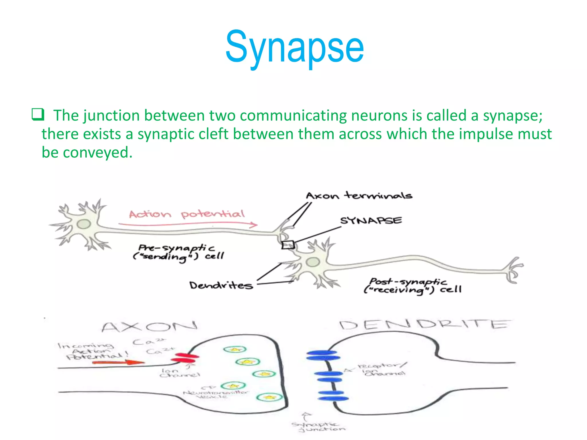  The junction between two communicating neurons is called a synapse;
there exists a synaptic cleft between them across which the impulse must
be conveyed.
Synapse
 